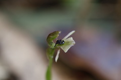 Chiloglottis trapeziformis