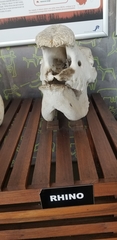 Ceratotherium simum