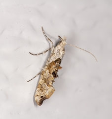 Ypsolopha asperella