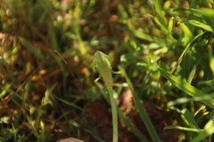 Pterostylis nutans