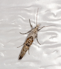 Ypsolopha asperella