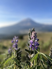 Lupinus montanus