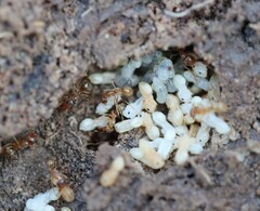 Iridomyrmex pallidus