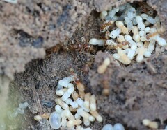 Iridomyrmex pallidus