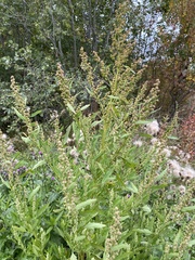 Chenopodium ficifolium