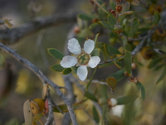 Leptospermum coriaceum