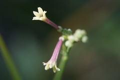 Asperula aristata