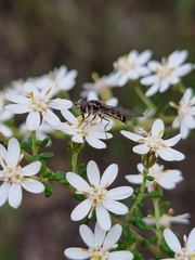 Olearia microphylla