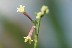 Asperula aristata