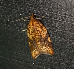 Acleris rhombana