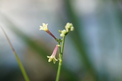 Asperula aristata
