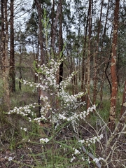 Olearia microphylla