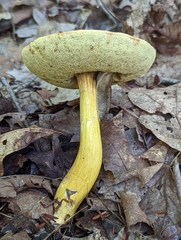 Aureoboletus roxanae