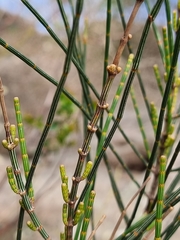 Allocasuarina portuensis