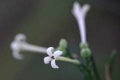 Asperula
