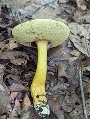 Aureoboletus roxanae