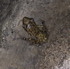 Eleutherodactylus cystignathoides