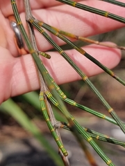 Allocasuarina portuensis