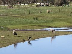 Cereopsis novaehollandiae