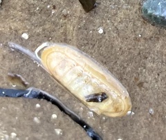Polyplacophora