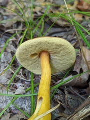 Aureoboletus roxanae