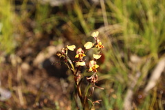 Diuris pardina