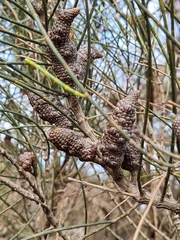 Allocasuarina portuensis
