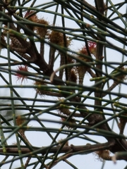 Allocasuarina portuensis