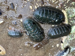 Ischnochiton australis
