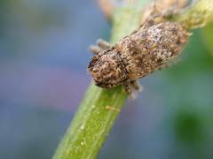Prosoplus bankii