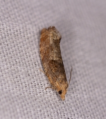 Tortricoidea