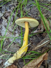 Aureoboletus roxanae