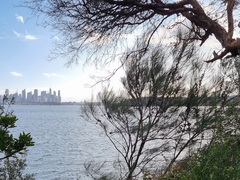 Allocasuarina portuensis