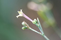 Asperula aristata
