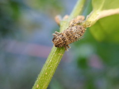 Prosoplus bankii