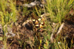 Diuris pardina
