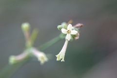 Asperula aristata