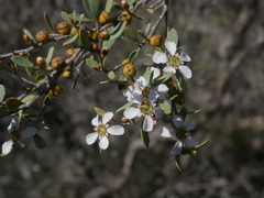Leptospermum coriaceum