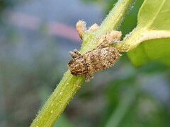 Prosoplus bankii