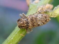 Prosoplus bankii