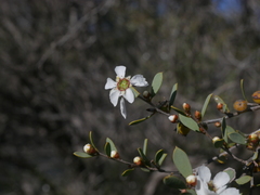 Leptospermum coriaceum