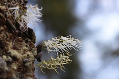 Dendrobium linguiforme
