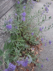 Caryopteris × clandonensis