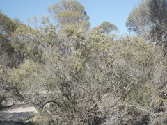 Leptospermum coriaceum