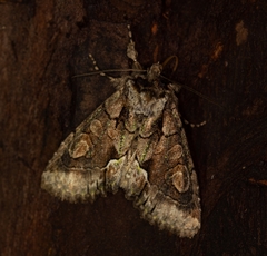 Allophyes oxyacanthae