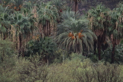 Parabuteo unicinctus