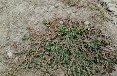 Polygonum aviculare aviculare