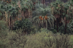 Parabuteo unicinctus