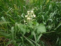 Raphanus raphanistrum raphanistrum