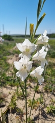 Gladiolus carinatus